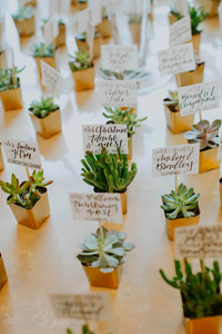Succulent and Calligraphy Place Cards